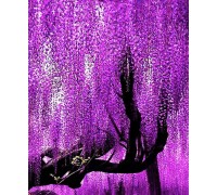 Саджанець гліцинія фіолетова
