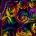 купити Розу Веселка Еквадор на привозі з безкоштовною доставкою по Одесі