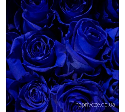 Троянда синя Еквадор