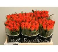 Розы оптом (производитель Голландия)