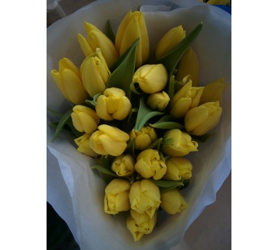 жовті тюльпани